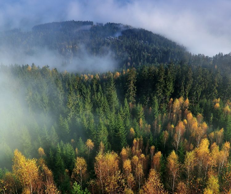 Nadleśnictwo Woziwoda